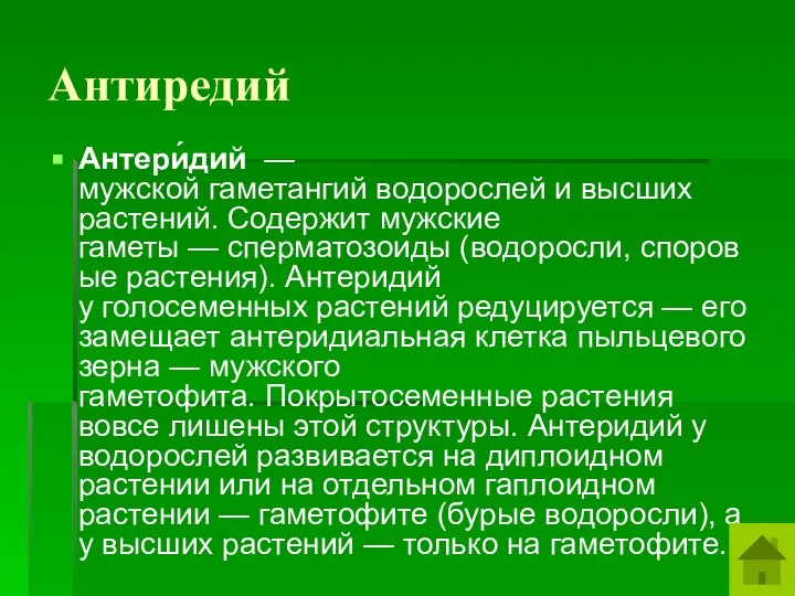 Антиредий Антери́дий — мужской гаметангий водорослей и высших растений. Содержит мужские