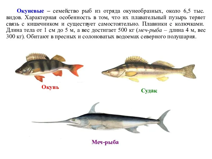 Окуневые – семейство рыб из отряда окунеобразных, около 6,5 тыс. видов.