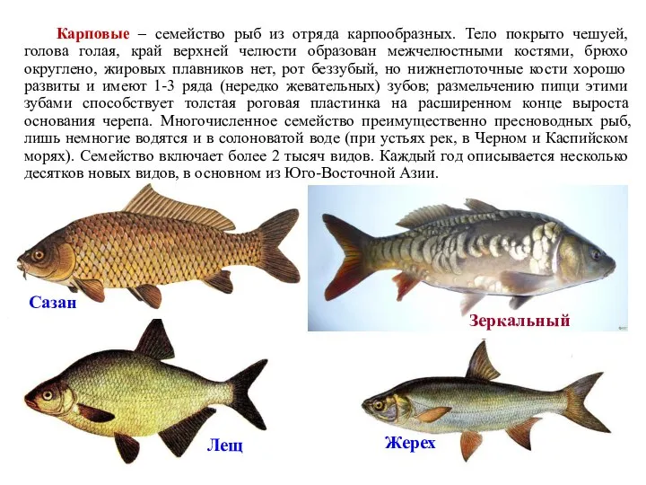 Карповые – семейство рыб из отряда карпообразных. Тело покрыто чешуей, голова