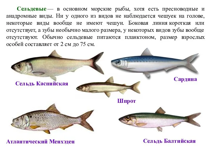 Сельдевые — в основном морские рыбы, хотя есть пресноводные и анадромные