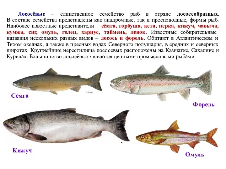 Лососёвые – единственное семейство рыб в отряде лососеобразных. В составе семейства