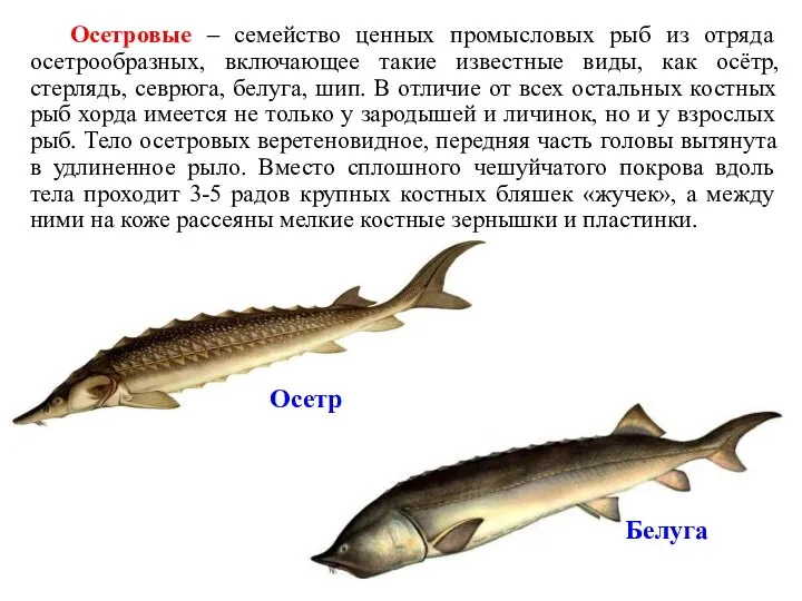 Осетровые – семейство ценных промысловых рыб из отряда осетрообразных, включающее такие