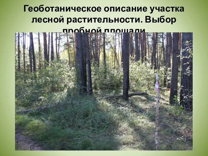 Геоботаническое описание участка лесной растительности. Выбор пробной площади