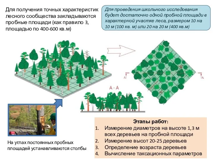 Для получения точных характеристик лесного сообщества закладываются пробные площади (как правило