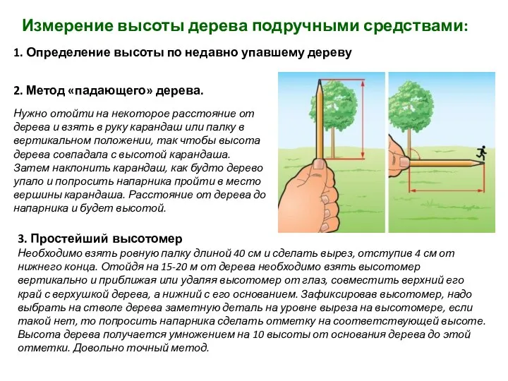 Измерение высоты дерева подручными средствами: 2. Метод «падающего» дерева. Нужно отойти