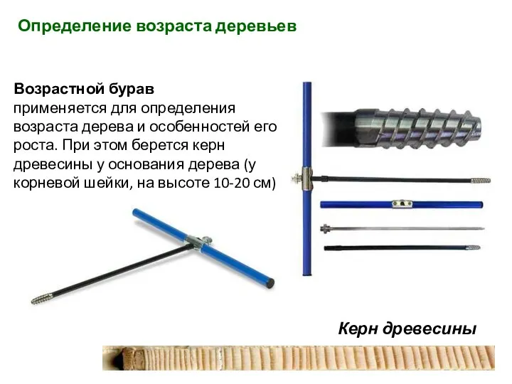 Керн древесины Возрастной бурав применяется для определения возраста дерева и особенностей