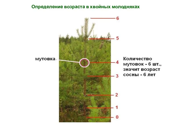 Определение возраста в хвойных молодняках