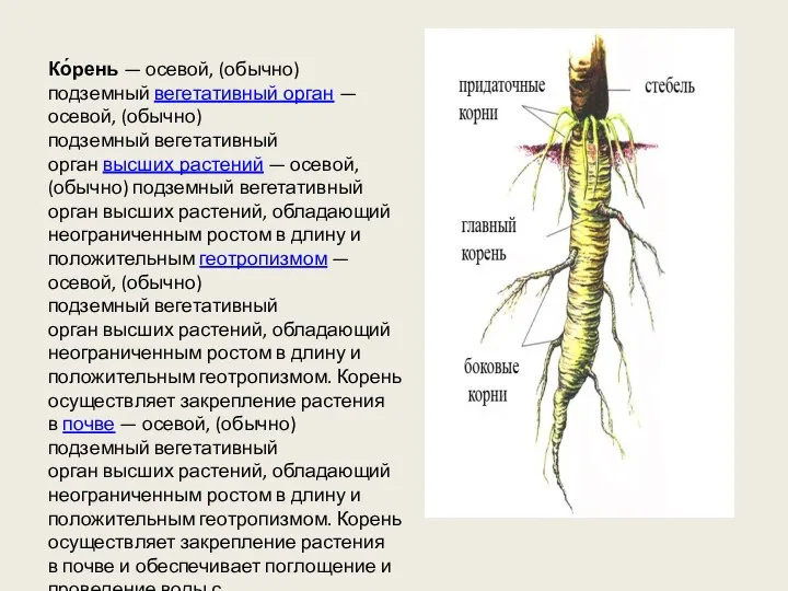 Ко́рень — осевой, (обычно) подземный вегетативный орган — осевой, (обычно) подземный
