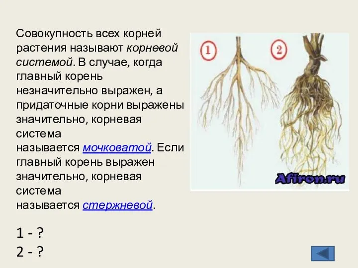 Совокупность всех корней растения называют корневой системой. В случае, когда главный