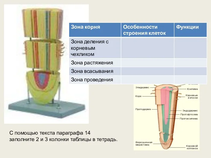 С помощью текста параграфа 14 заполните 2 и 3 колонки таблицы в тетрадь.