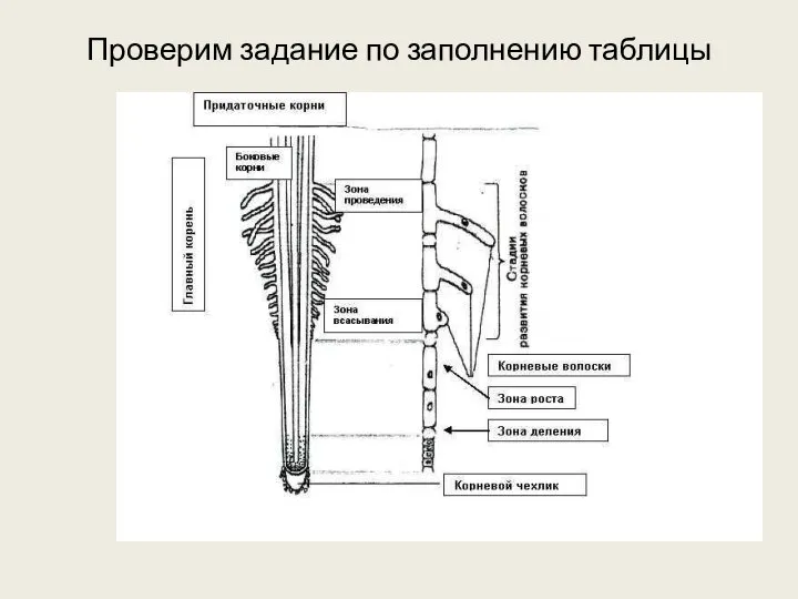 Проверим задание по заполнению таблицы