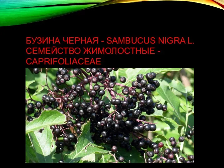 БУЗИНА ЧЕРНАЯ - SAMBUCUS NIGRA L. СЕМЕЙСТВО ЖИМОЛОСТНЫЕ - CAPRIFOLIACEAE