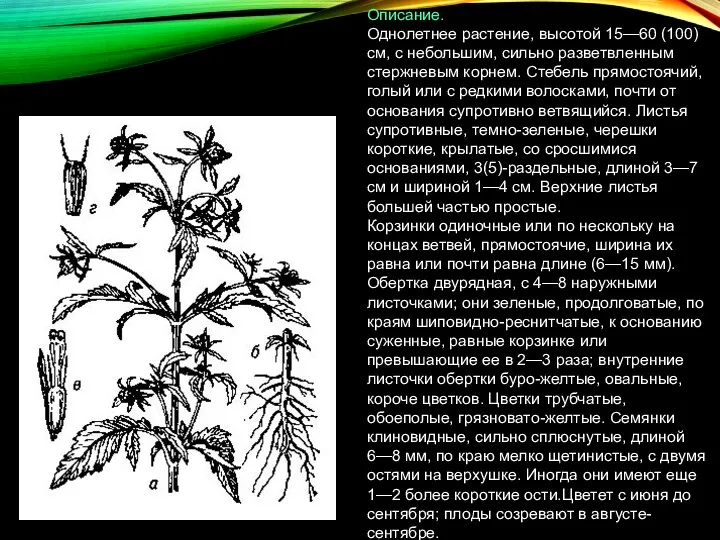 Описание. Однолетнее растение, высотой 15—60 (100) см, с небольшим, сильно разветвленным