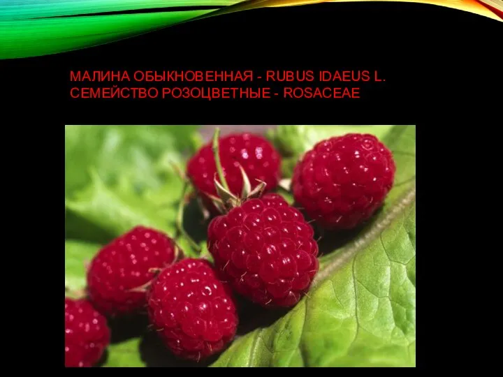 МАЛИНА ОБЫКНОВЕННАЯ - RUBUS IDAEUS L. СЕМЕЙСТВО РОЗОЦВЕТНЫЕ - ROSACEAE