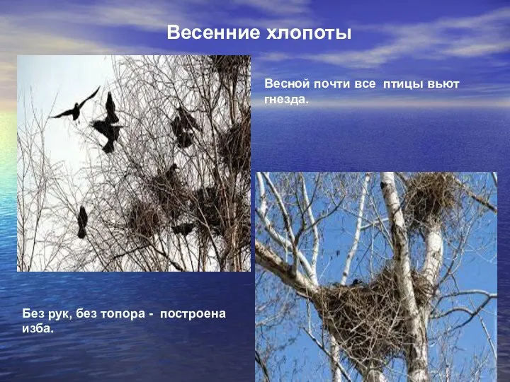 Весной почти все птицы вьют гнезда. Весенние хлопоты Без рук, без топора - построена изба.