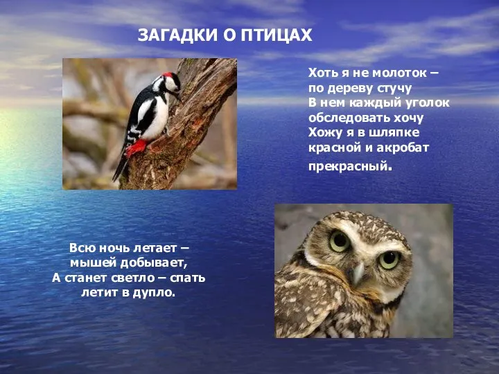 ЗАГАДКИ О ПТИЦАХ Хоть я не молоток – по дереву стучу