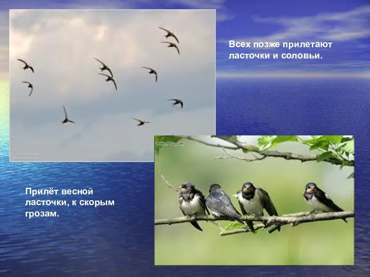 Всех позже прилетают ласточки и соловьи. Прилёт весной ласточки, к скорым грозам.