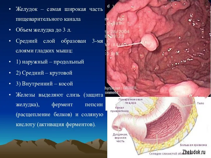 Желудок – самая широкая часть пищеварительного канала Объем желудка до 3