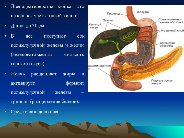 Двенадцатиперстная кишка – это начальная часть тонкой кишки. Длина до 30