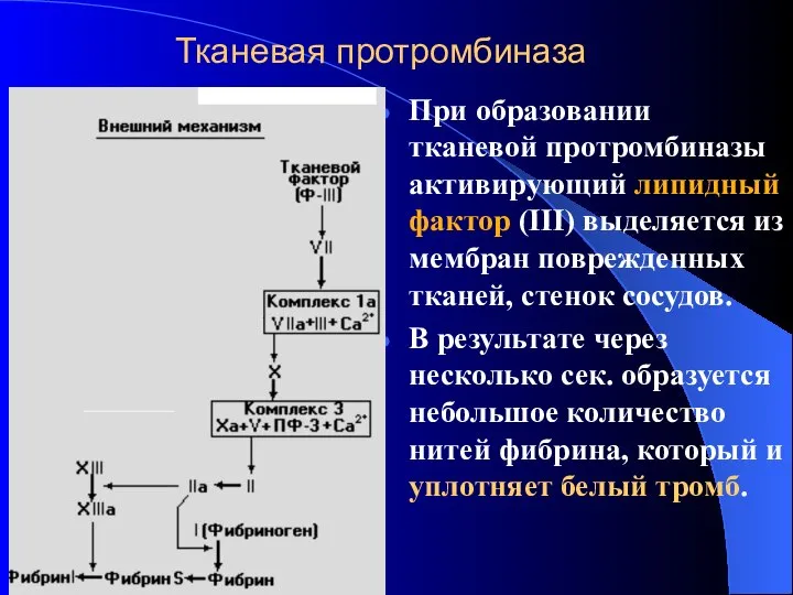 Тканевая протромбиназа Пpи обpазовании тканевой протромбиназы активирующий липидный фактор (III) выделяется