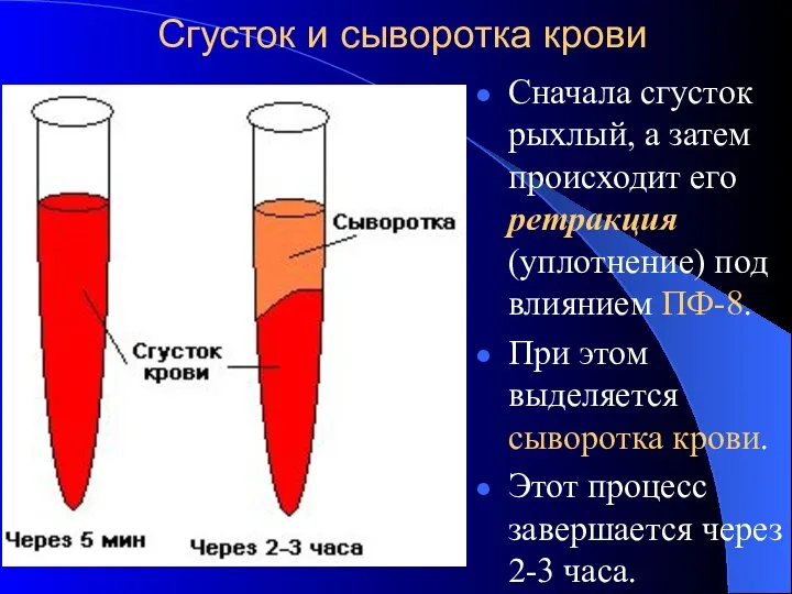 Сгусток и сыворотка крови Сначала сгусток рыхлый, а затем происходит его