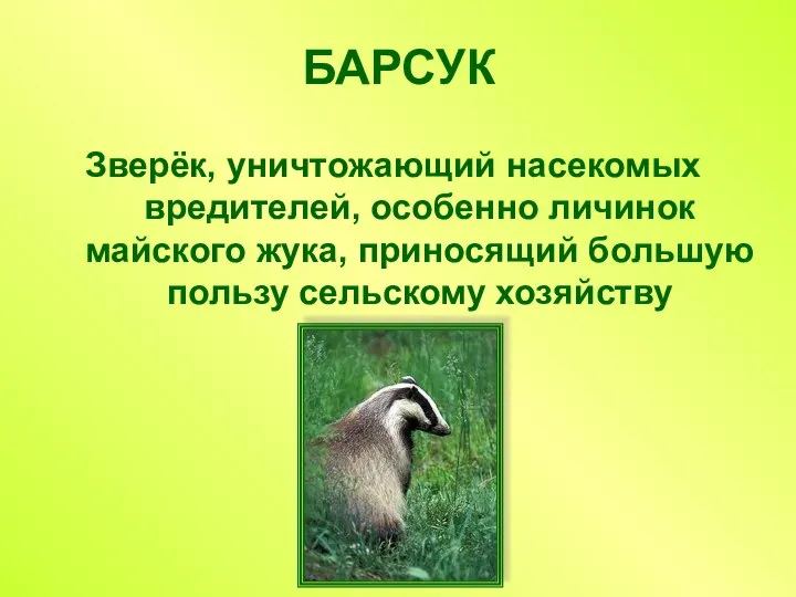 БАРСУК Зверёк, уничтожающий насекомых вредителей, особенно личинок майского жука, приносящий большую пользу сельскому хозяйству