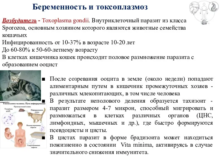 Беременность и токсоплазмоз Возбудитель - Toxoplasma gondii. Внутриклеточный паразит из класса