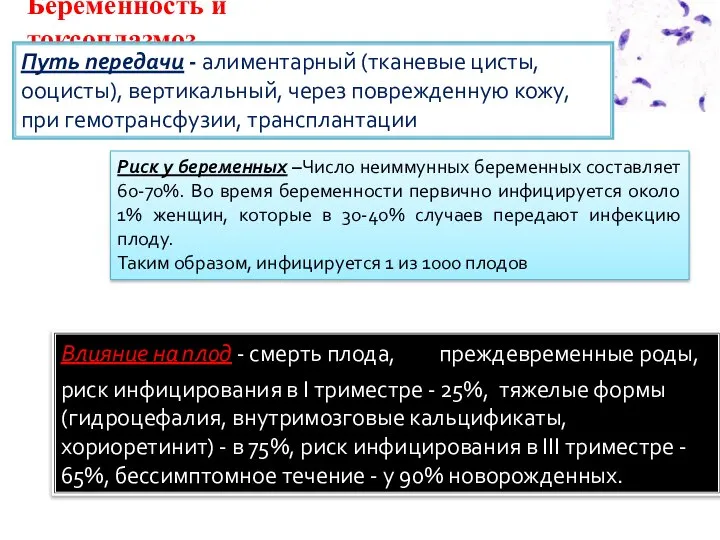 Беременность и токсоплазмоз Влияние на плод - смерть плода, преждевременные роды,