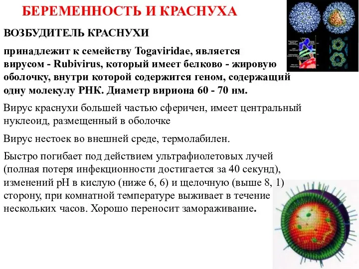 БЕРЕМЕННОСТЬ И КРАСНУХА ВОЗБУДИТЕЛЬ КРАСНУХИ принадлежит к семейству Togaviridae, является вирусом