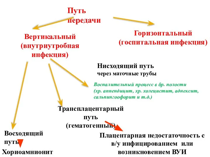 Путь передачи Вертикальный (внутриутробная инфекция) Горизонтальный (госпитальная инфекция) Трансплацентарный путь (гематогенный)