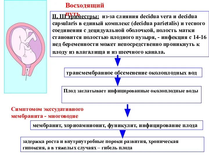 Восходящий путь II, III триместры: из-за слияния decidua vera и decidua