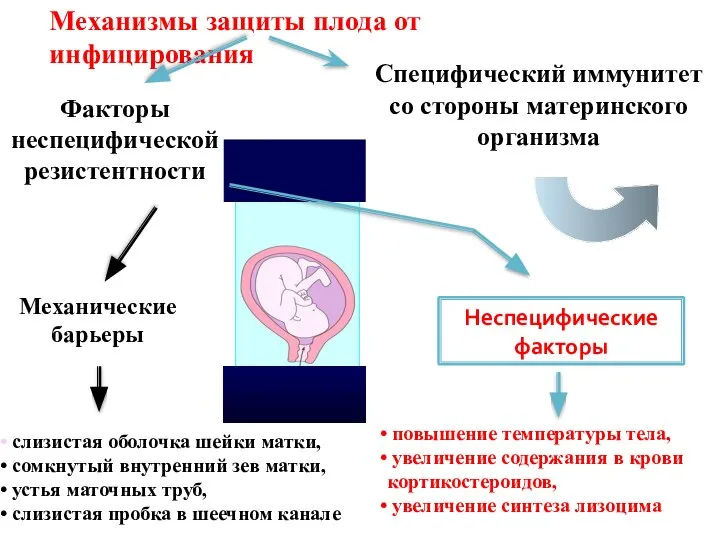 Механизмы защиты плода от инфицирования Специфический иммунитет со стороны материнского организма