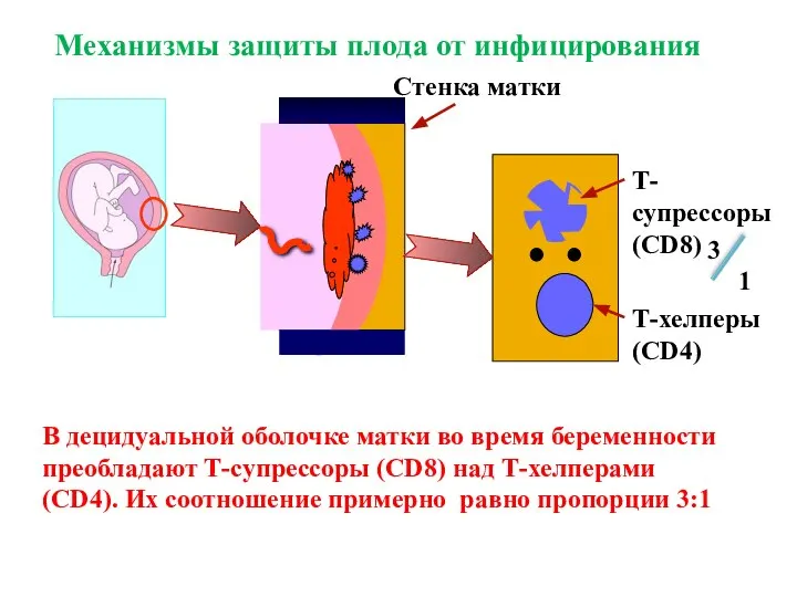 Механизмы защиты плода от инфицирования В децидуальной оболочке матки во время