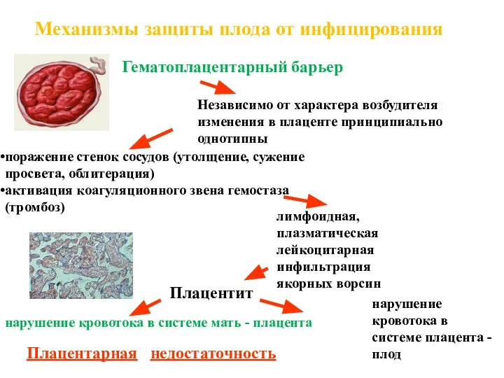 Механизмы защиты плода от инфицирования Гематоплацентарный барьер Независимо от характера возбудителя