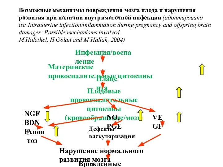 Возможные механизмы повреждения мозга плода и нарушения развития при наличии внутриматочной