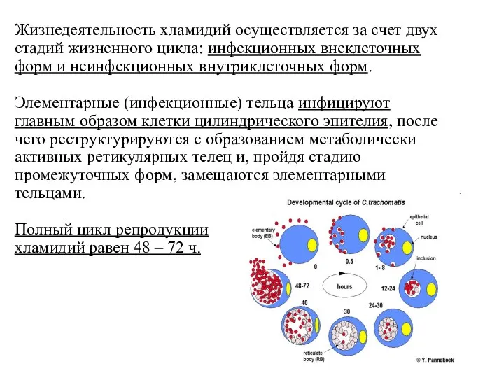 Жизнедеятельность хламидий осуществляется за счет двух стадий жизненного цикла: инфекционных внеклеточных