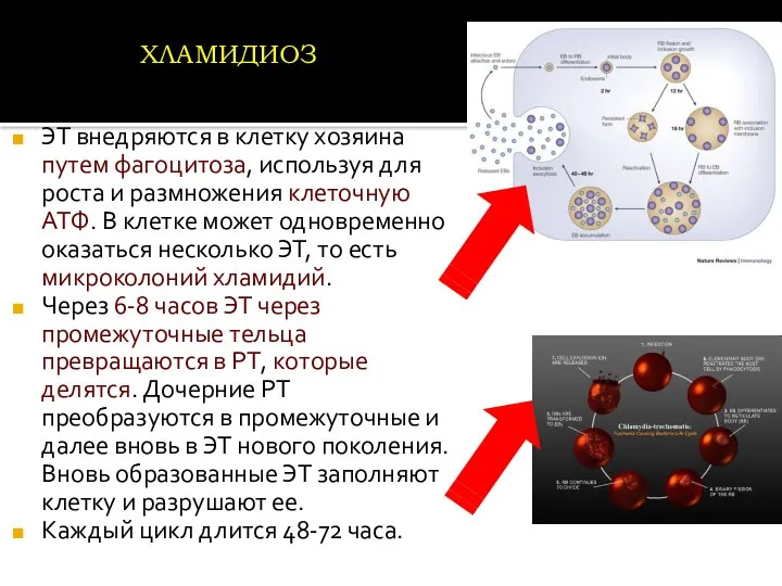 ЭТ внедряются в клетку хозяина путем фагоцитоза, используя для роста и