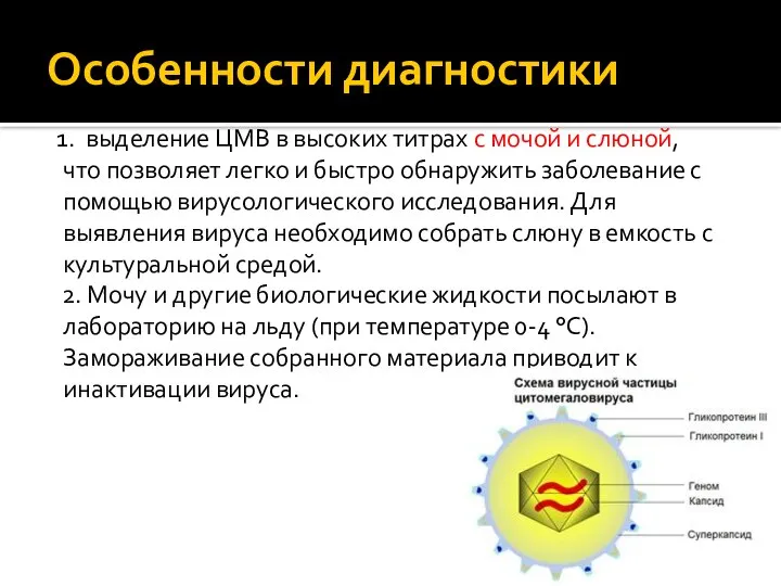 Особенности диагностики 1. выделение ЦМВ в высоких титрах с мочой и