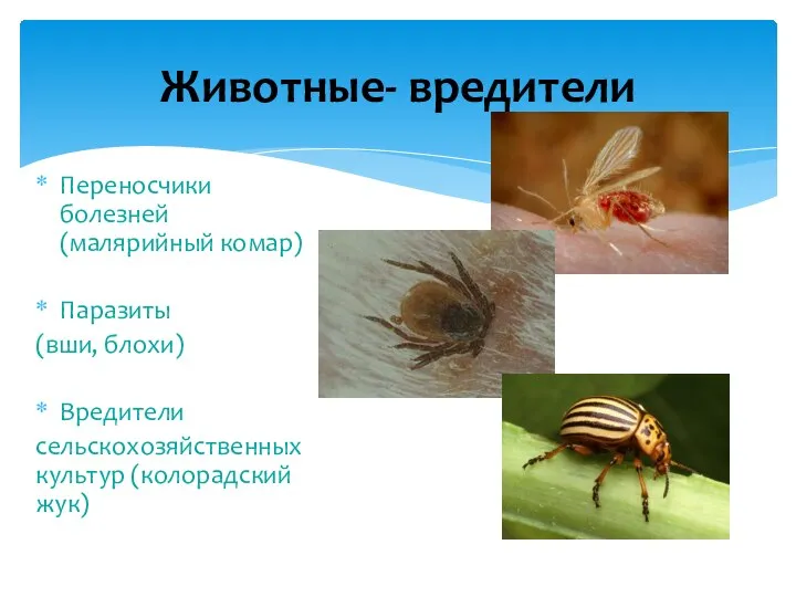 Переносчики болезней (малярийный комар) Паразиты (вши, блохи) Вредители сельскохозяйственных культур (колорадский жук) Животные- вредители