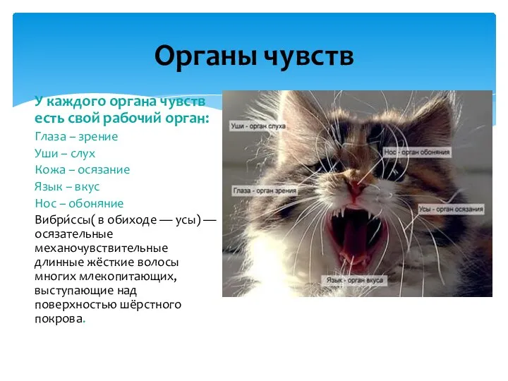 У каждого органа чувств есть свой рабочий орган: Глаза – зрение