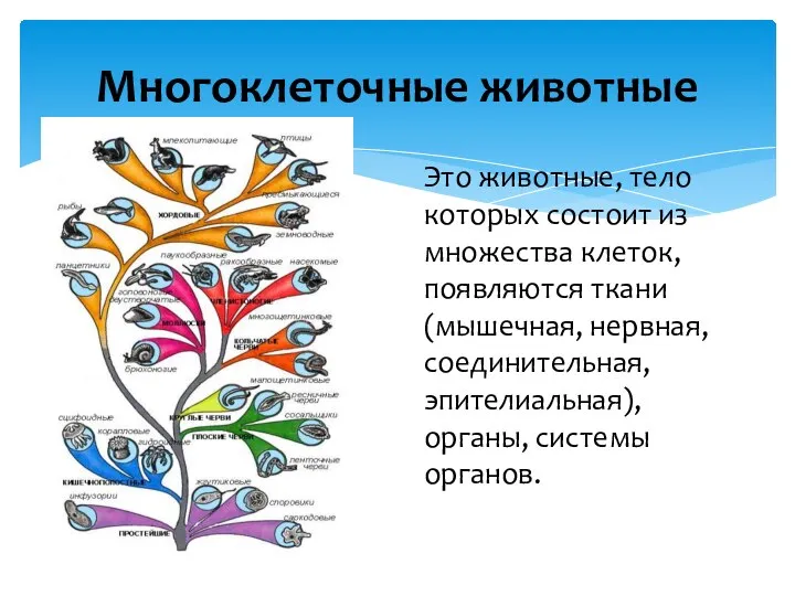 Это животные, тело которых состоит из множества клеток, появляются ткани (мышечная,