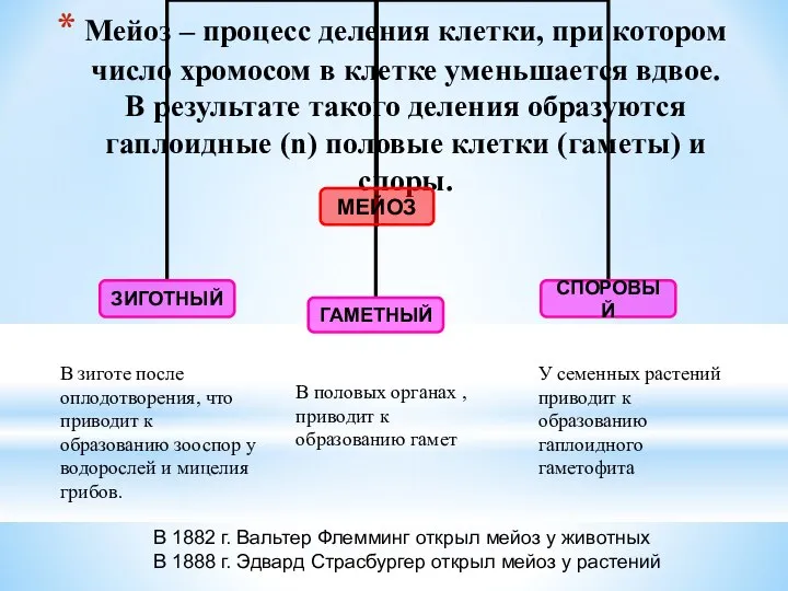 Мейоз – процесс деления клетки, при котором число хромосом в клетке