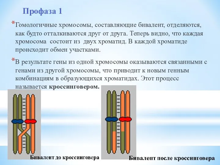 Гомологичные хромосомы, составляющие бивалент, отделяются, как будто отталкиваются друг от друга.