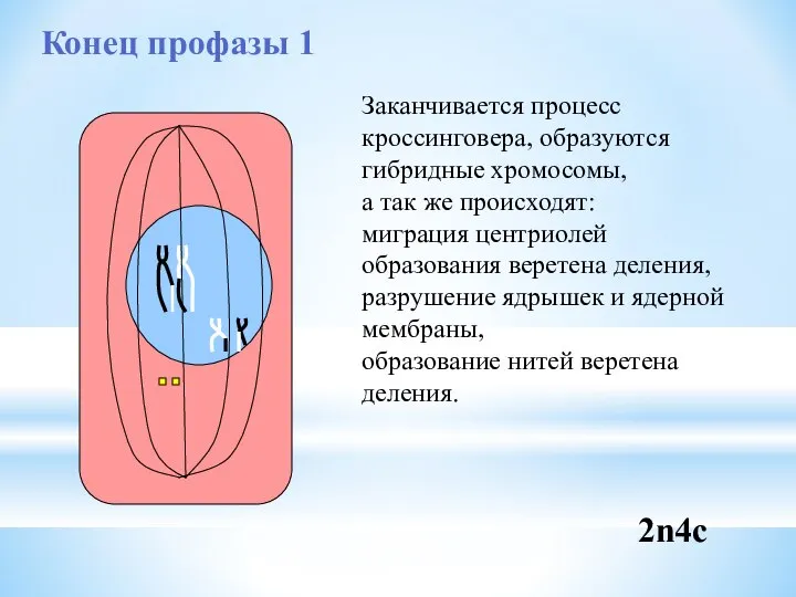 Конец профазы 1 Заканчивается процесс кроссинговера, образуются гибридные хромосомы, а так