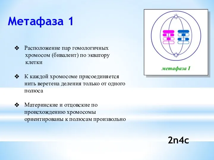 Метафаза 1 2n4с Расположение пар гомологичных хромосом (бивалент) по экватору клетки