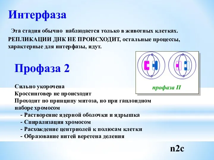 Интерфаза Эта стадия обычно наблюдается только в животных клетках. РЕПЛИКАЦИИ ДНК