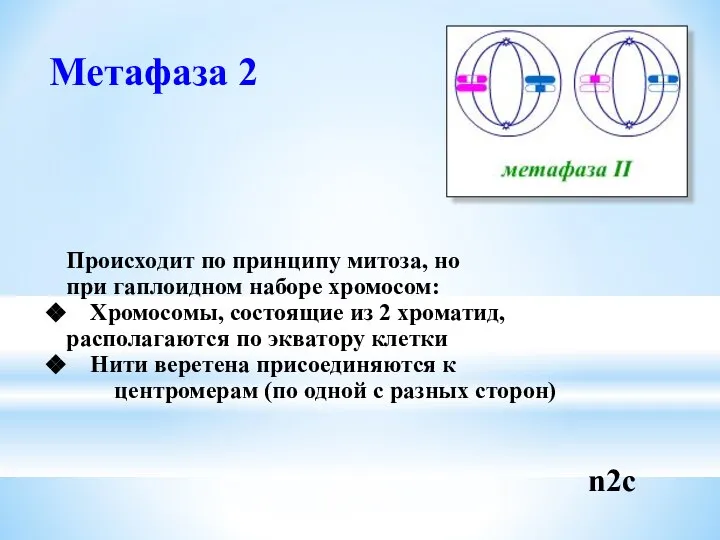 Метафаза 2 Происходит по принципу митоза, но при гаплоидном наборе хромосом: