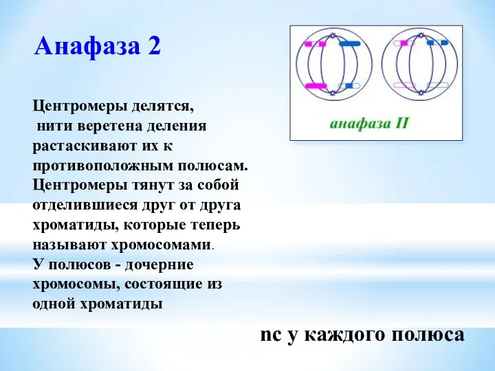 Анафаза 2 Центромеры делятся, нити веретена деления растаскивают их к противоположным