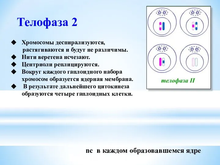 Телофаза 2 Хромосомы деспирализуются, растягиваются и будут не различимы. Нити веретена