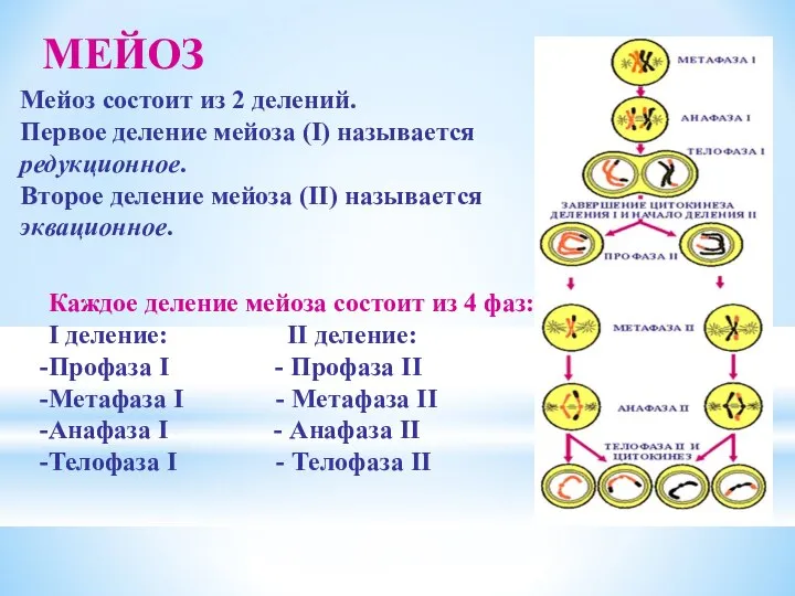 МЕЙОЗ Мейоз состоит из 2 делений. Первое деление мейоза (I) называется